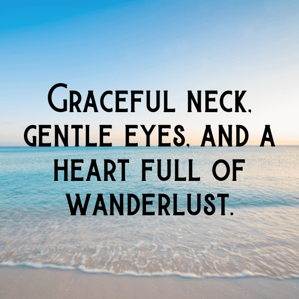 Giraffe Captions Image For Instagram-51g0xF