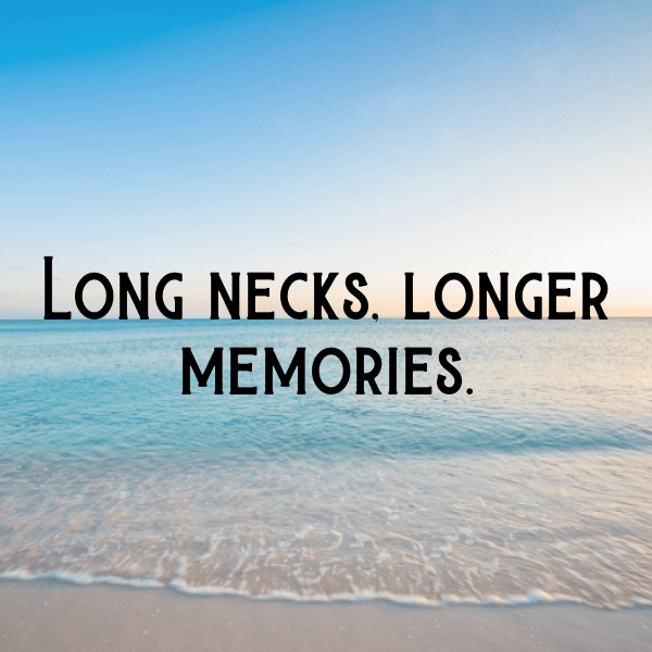 Giraffe Captions Photo For Instagram-366aQR