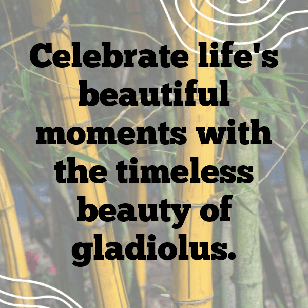 Gladiolus Captions Photo For Instagram-BJ6u8B