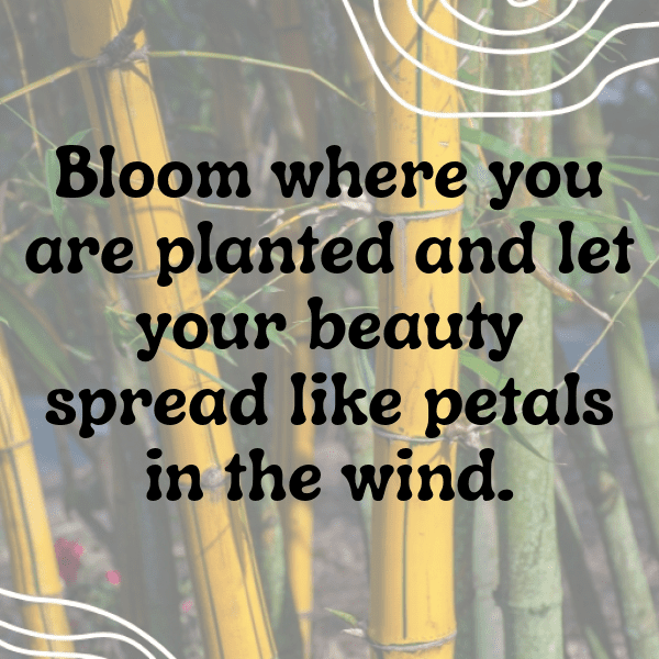 Gladiolus Captions Photo For Instagram-yvArjR