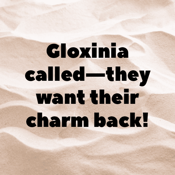 Gloxinia Captions Photo For Instagram-bpo4B9