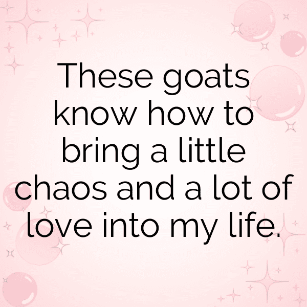 Goat Captions Image For Instagram-IZHeBL