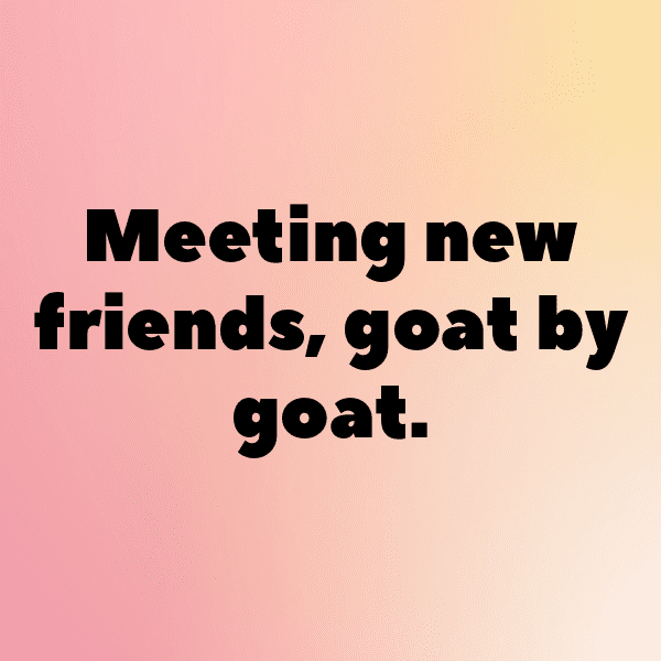 Goat Captions Image For Instagram-UWUD3t