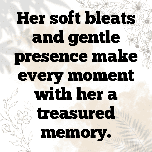 Goat Captions Photo For Instagram-4QGtgp