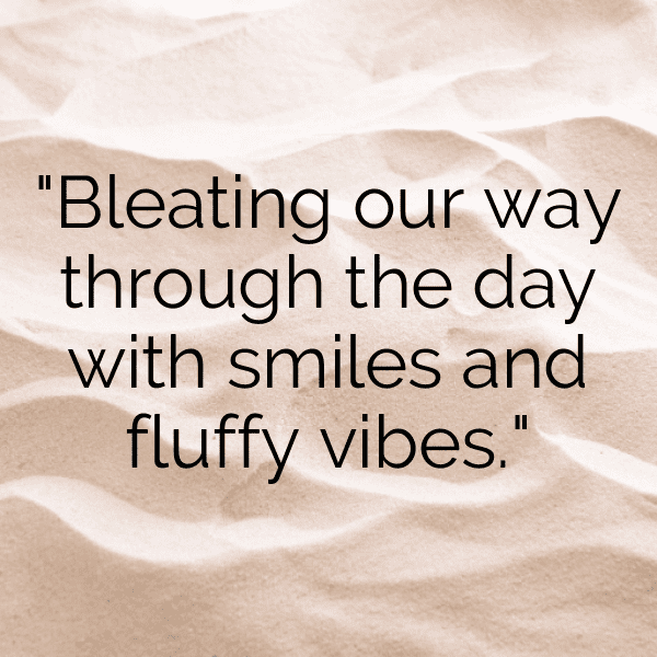 Goat Captions Photo For Instagram-KCf7Vc