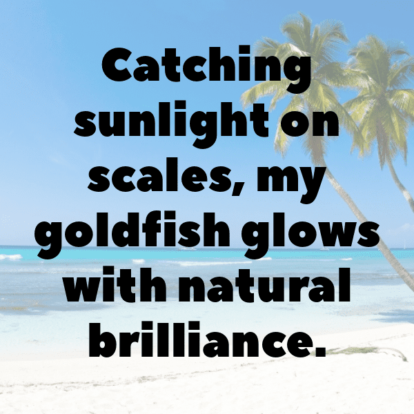 Goldfish Captions Image For Instagram-TIbY8p