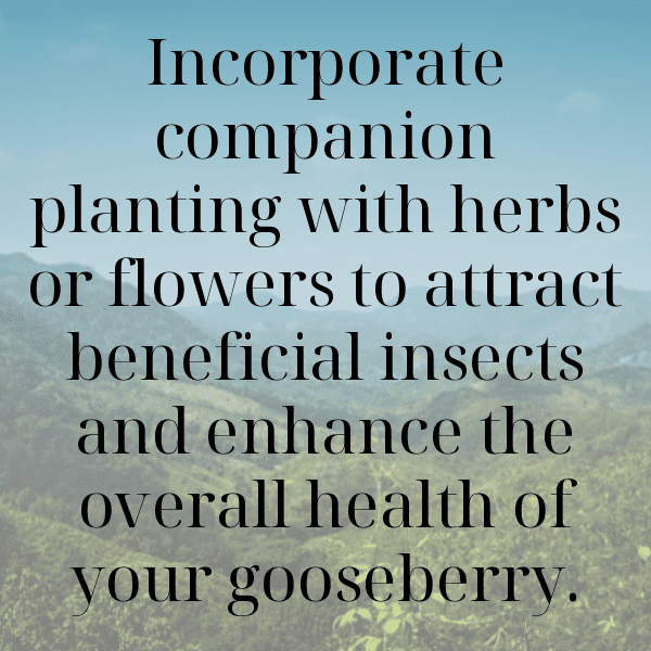 243+ Gooseberry Captions For Instagram (Best, Funny & Short) 10 Gooseberry Captions Photo For Instagram-6RyIlf