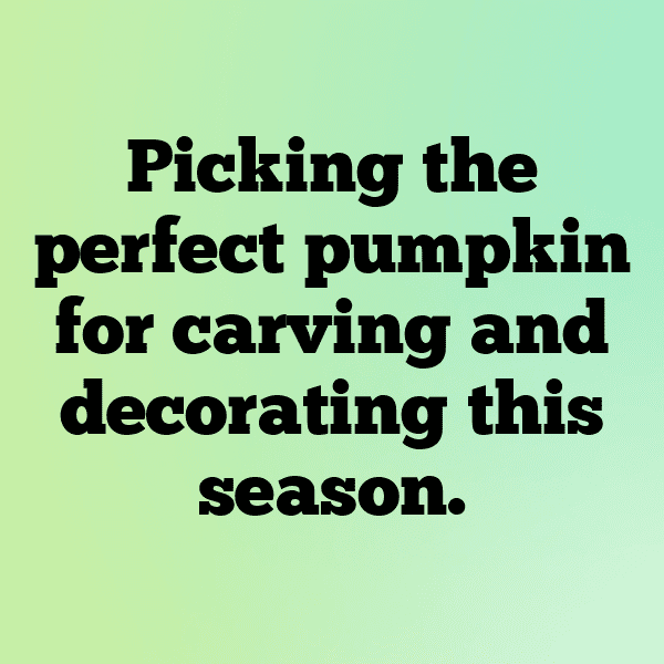 305+ Gourd Captions For Instagram (Trending, Funny & Top) 9 Gourd Captions Photo For Instagram-GZOftL