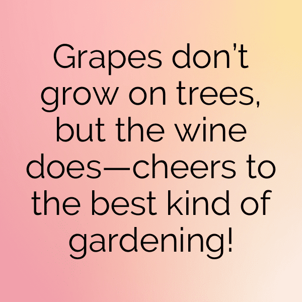 265+ Grape Captions For Instagram (Best, Funny & Short) 5 Grape Captions Image For Instagram-Xsoc08