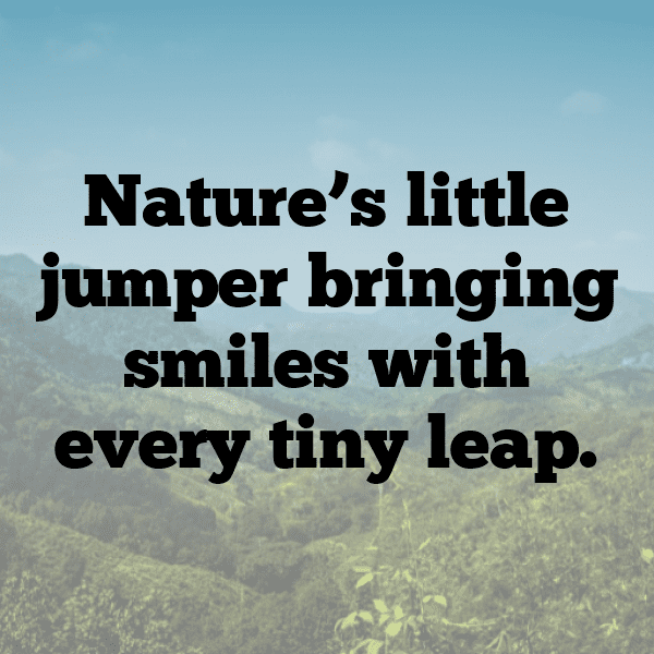 276+ Grasshopper Captions For Instagram (Fresh & Trendy) 4 Grasshopper Captions Photo For Instagram-ig5QGi