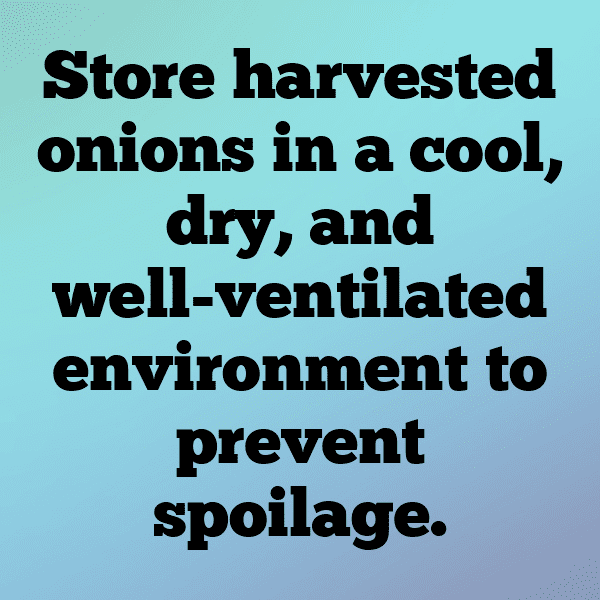 317+ Green Onion Captions For Instagram (Best, Funny & Short) 12 Green Onion Captions Photo For Instagram-GxRTH4