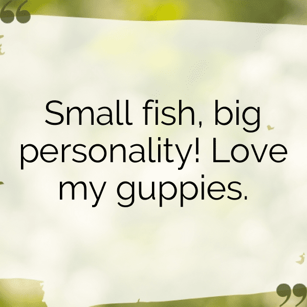 Guppy Captions Image For Instagram-FmkvF8
