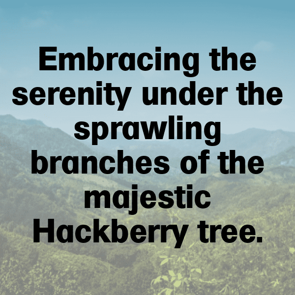 284+ Hackberry Captions For Instagram (Trending, Funny & Top) 5 Hackberry Captions Image For Instagram-dwAYo4