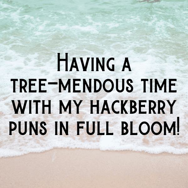 284+ Hackberry Captions For Instagram (Trending, Funny & Top) 4 Hackberry Captions Photo For Instagram-JCNuhc