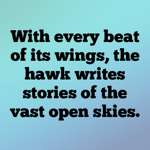 208+ Hawk Captions For Instagram In 2025 14 Hawk Captions Photo For Instagram-kGxU9P