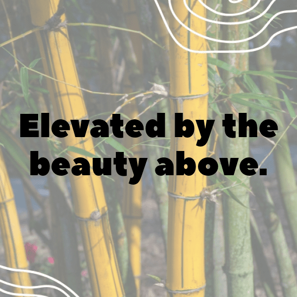 208+ Hawk Captions For Instagram In 2025 16 Hawk Captions Photo For Instagram-NbCWjX