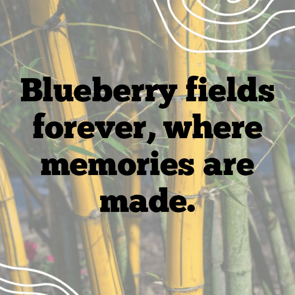 Hawthorn Berry Captions Photo For Instagram-7KwaeW