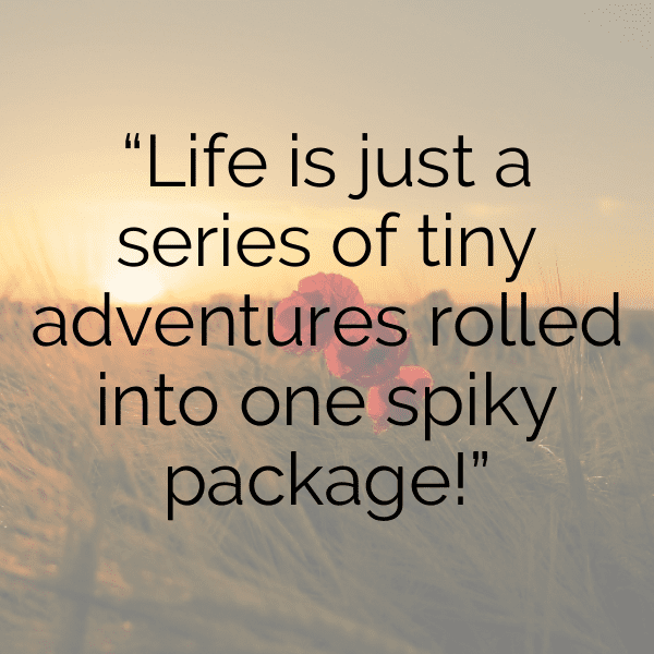 311+ Hedgehog Captions For Instagram (Fresh & Trendy) 5 Hedgehog Captions Image For Instagram-f3ivKT