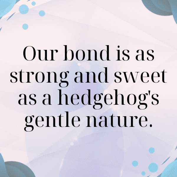 311+ Hedgehog Captions For Instagram (Fresh & Trendy) 4 Hedgehog Captions Photo For Instagram-advb3T