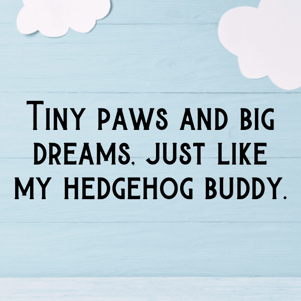 311+ Hedgehog Captions For Instagram (Fresh & Trendy) 7 Hedgehog Captions Photo For Instagram-J11FwM