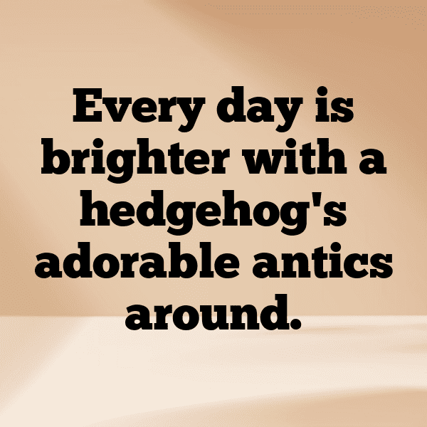 311+ Hedgehog Captions For Instagram (Fresh & Trendy) 3 Hedgehog Captions Photo For Instagram-J1ScWV