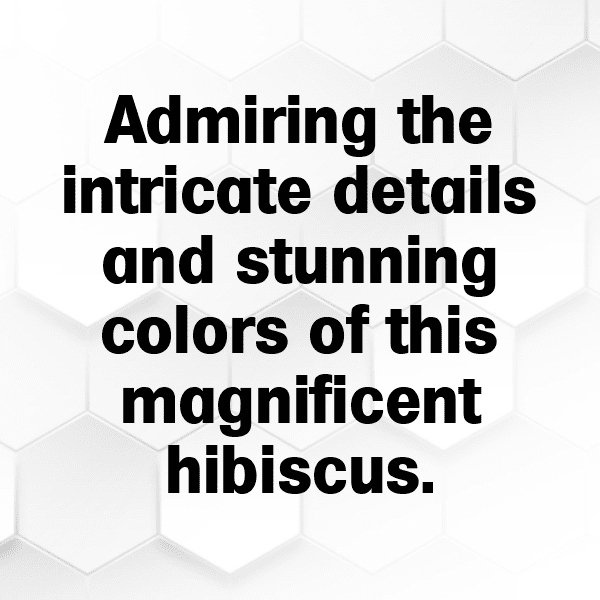 215+ Hibiscus Captions For Instagram (Best, Funny & Short) 15 Hibiscus Captions Image For Instagram-ZOMe00