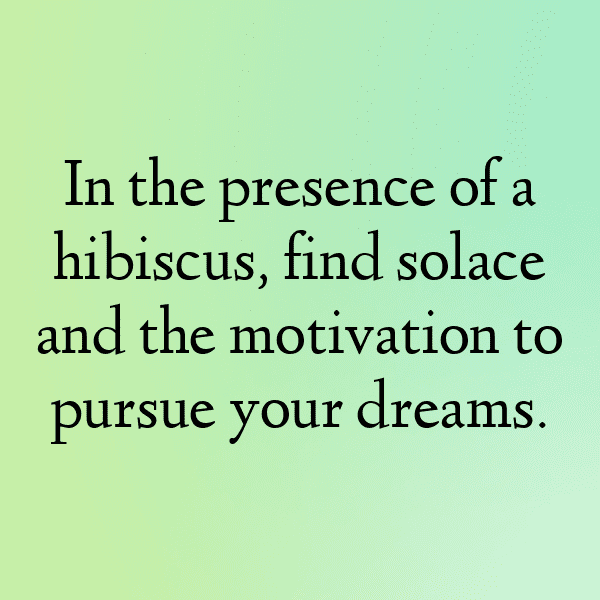 215+ Hibiscus Captions For Instagram (Best, Funny & Short) 9 Hibiscus Captions Photo For Instagram-qWc93F