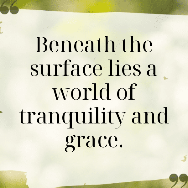 Hippopotamus Captions Image For Instagram-EtdHVh