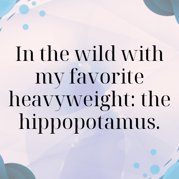 Hippopotamus Captions Image For Instagram-FvPNWt