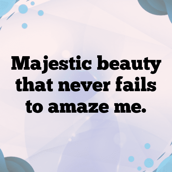 345+ Horse Captions For Instagram (Fresh & Trendy) 8 Horse Captions Image For Instagram-HqgpP3