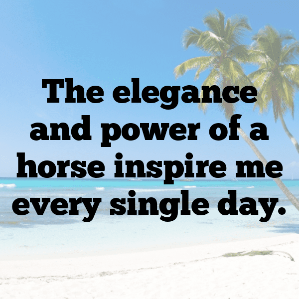 345+ Horse Captions For Instagram (Fresh & Trendy) 11 Horse Captions Image For Instagram-L39frU