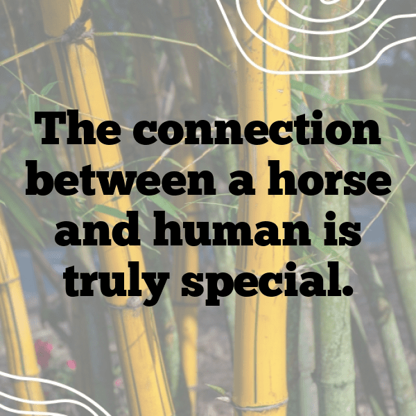 345+ Horse Captions For Instagram (Fresh & Trendy) 14 Horse Captions Photo For Instagram-jtl7qg