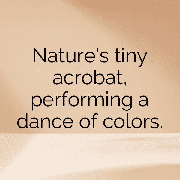 Hummingbird Captions Photo For Instagram-1KE4GM