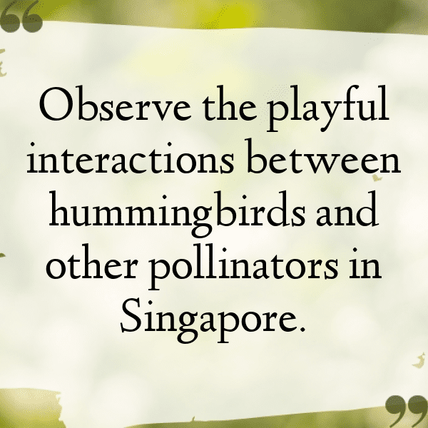 Hummingbird Captions Photo For Instagram-Yhl5yU