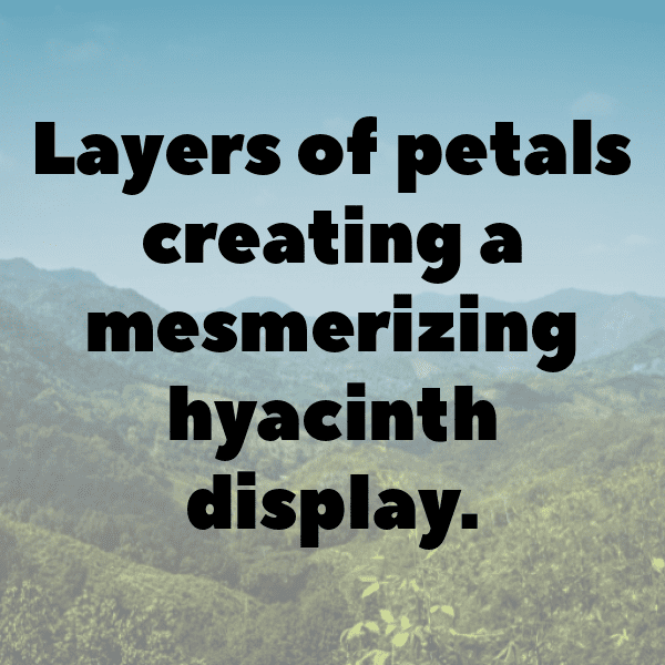 310+ Hyacinth Captions For Instagram (Best, Funny & Short) 5 Hyacinth Captions Image For Instagram-BiUcdK