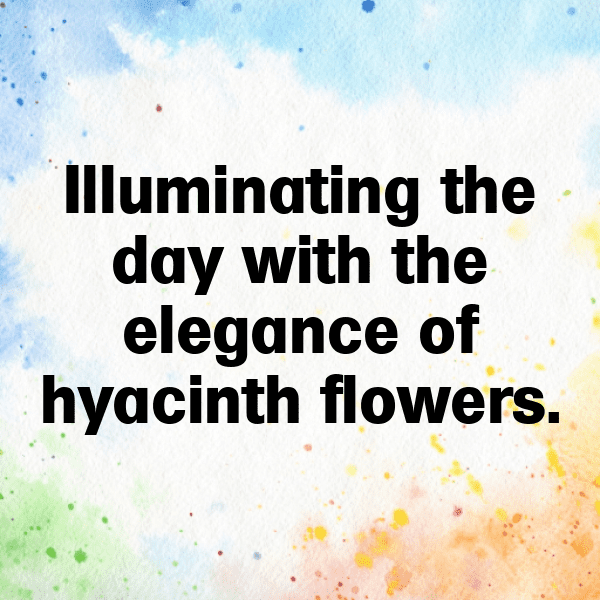 310+ Hyacinth Captions For Instagram (Best, Funny & Short) 4 Hyacinth Captions Image For Instagram-HMtLdT