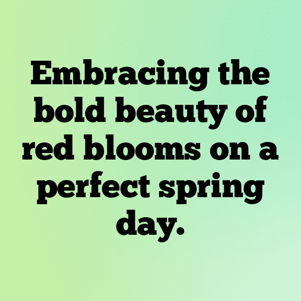 310+ Hyacinth Captions For Instagram (Best, Funny & Short) 12 Hyacinth Captions Photo For Instagram-mNAqGm