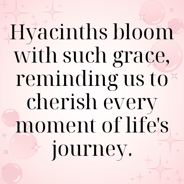 310+ Hyacinth Captions For Instagram (Best, Funny & Short) 10 Hyacinth Captions Photo For Instagram-rpVZKG