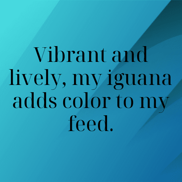 Iguana Captions Photo For Instagram-ROFSBH