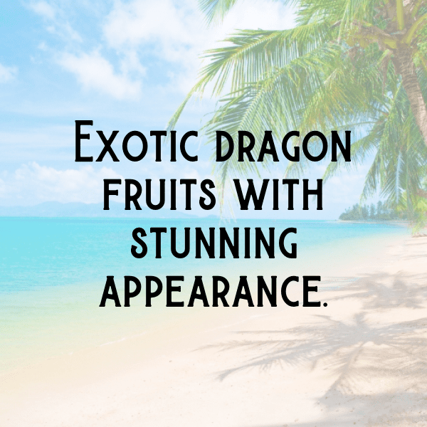 Jabuticaba Captions Photo For Instagram-eYU2XU