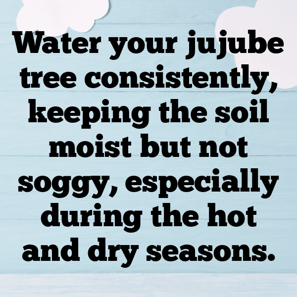 Jujube Captions Image For Instagram-AECG2P