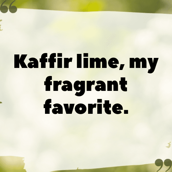 Kaffir Lime Captions Photo For Instagram-hVq9Eo