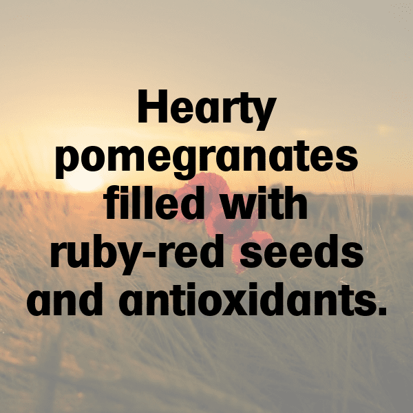 Kaffir Plum Captions Image For Instagram-crvbFI