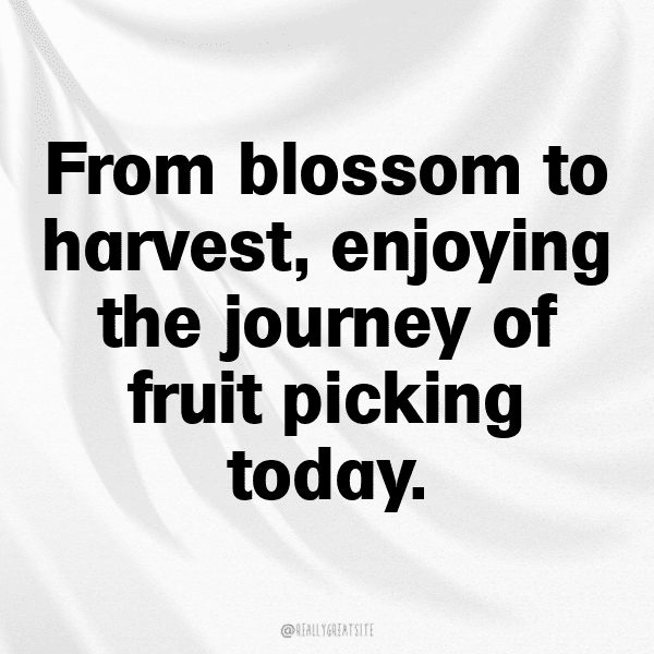 Kaffir Plum Captions Photo For Instagram-4S9KwM