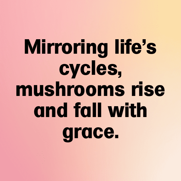 253+ King Oyster Mushroom Captions For Instagram (Short, Trending & Viral) 10 King Oyster Mushroom Captions Image For Instagram-Dra0Df