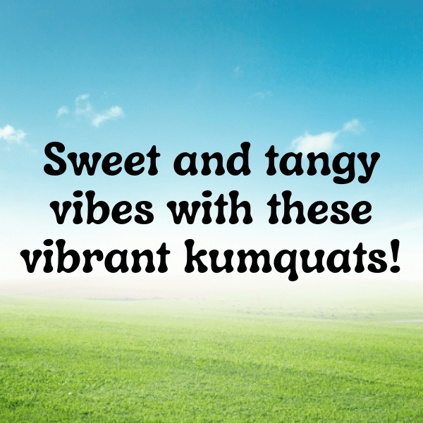 262+ Kumquat Captions For Instagram (Fresh & Trendy) 10 Kumquat Captions Photo For Instagram-HrGFsx