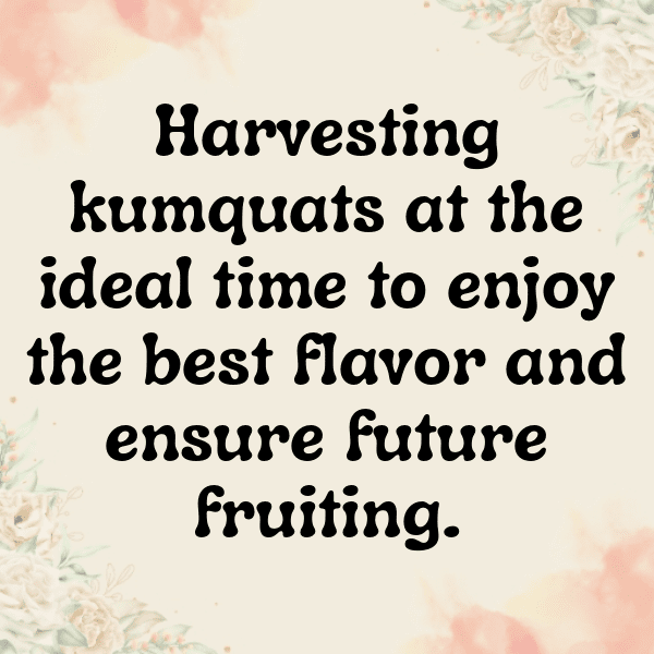 262+ Kumquat Captions For Instagram (Fresh & Trendy) 15 Kumquat Captions Photo For Instagram-OhYcqd