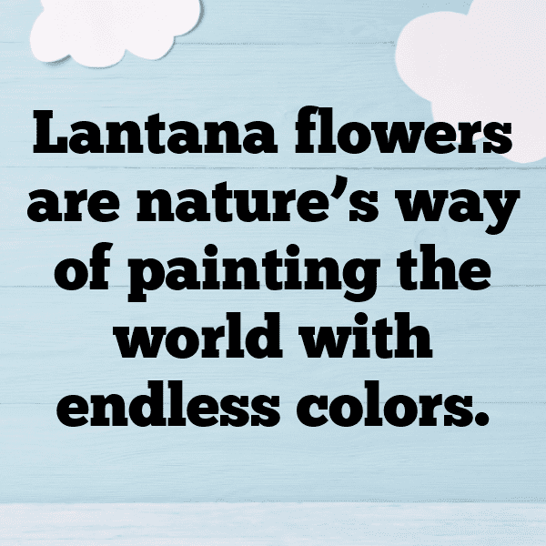 Lantana Captions Image For Instagram-AVVYPg