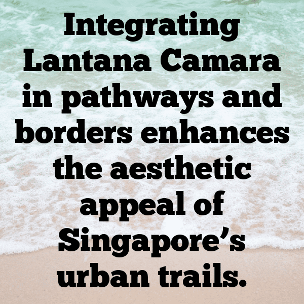 Lantana Captions Photo For Instagram-LN2Gnt