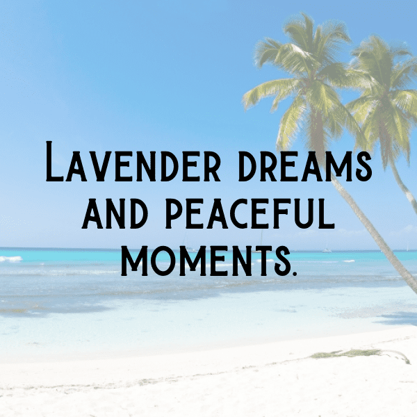 337+ Lavender Captions For Instagram In 2025 8 Lavender Captions Image For Instagram-L6Nj4Q